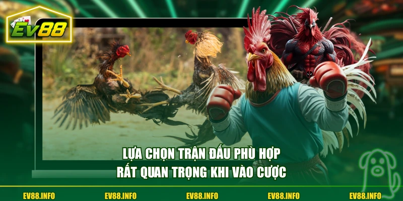 Cá Cược Đá Gà - Sức Hút Từ Tỷ Lệ Kèo Minh Bạch, Cạnh Tranh 2 Lựa chọn trận đấu phù hợp rất quan trọng khi vào cược