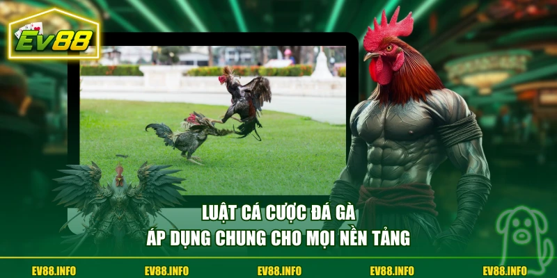 Cá Cược Đá Gà - Sức Hút Từ Tỷ Lệ Kèo Minh Bạch, Cạnh Tranh 3 Luật cá cược đá gà áp dụng chung cho mọi nền tảng